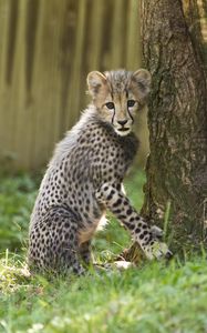 Preview wallpaper cheetah, little cat, cute, funny