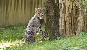 Preview wallpaper cheetah, little cat, cute, funny