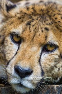 Preview wallpaper cheetah, look, sadness