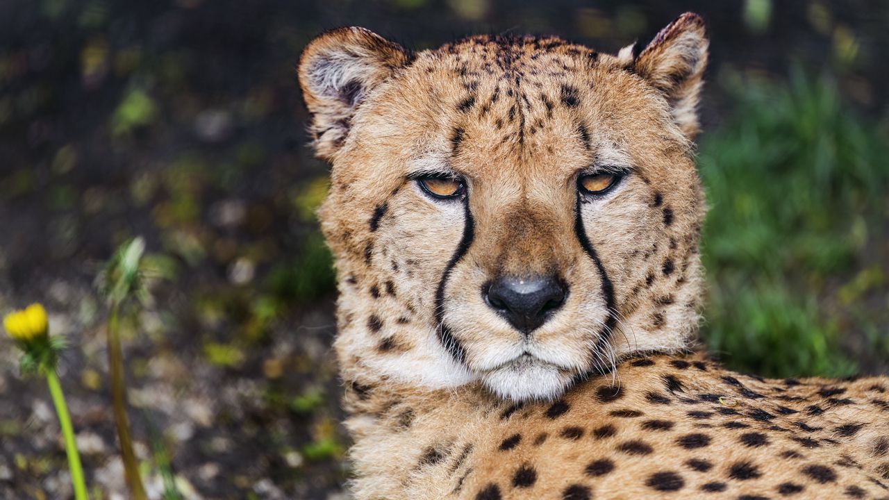 Wallpaper cheetah, muzzle, big cat, predator, eyes hd, picture, image