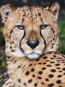 Preview wallpaper cheetah, muzzle, big cat, predator, eyes