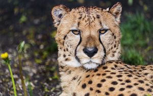 Preview wallpaper cheetah, muzzle, big cat, predator, eyes