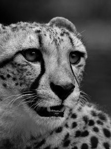 Preview wallpaper cheetah, muzzle, black white, mutation, teeth