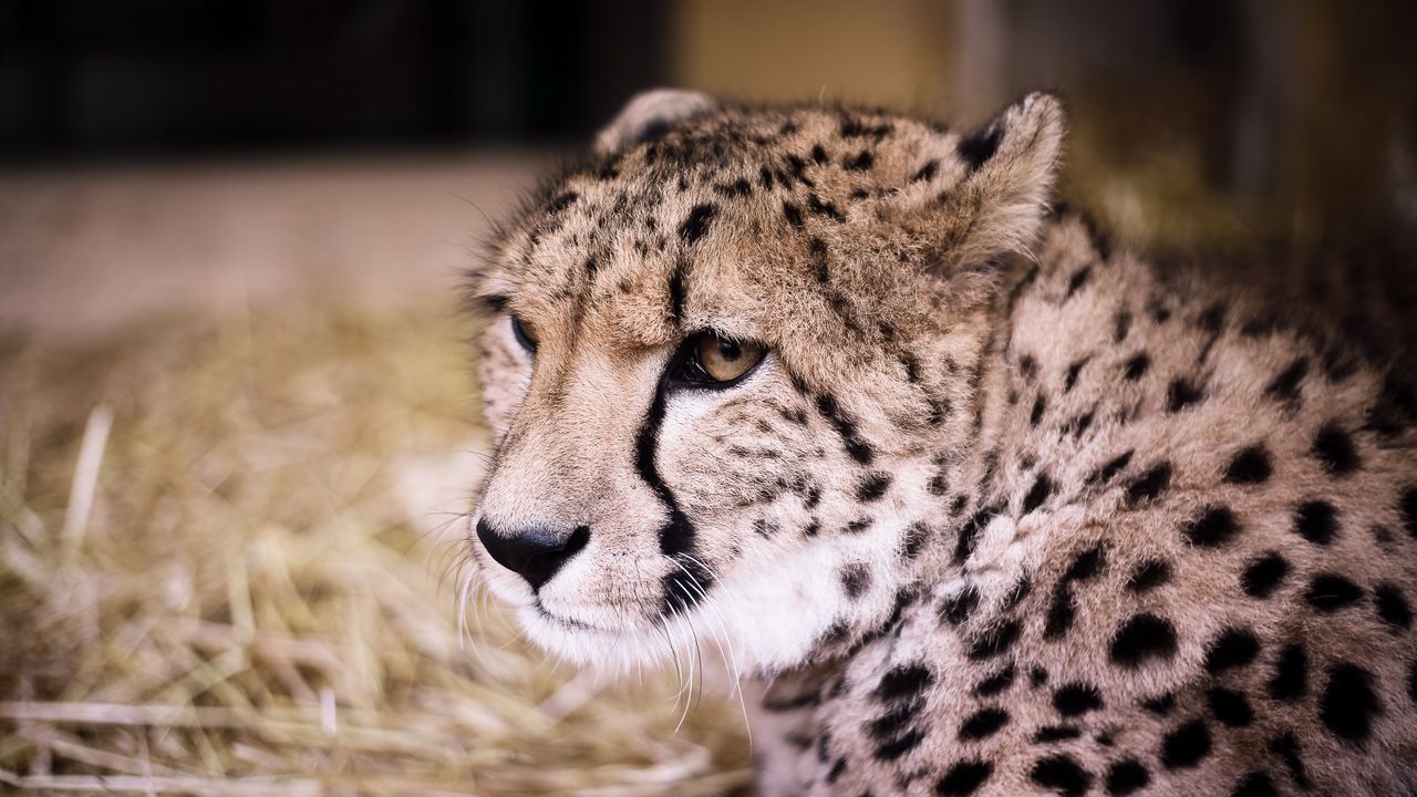Wallpaper cheetah, muzzle, predator