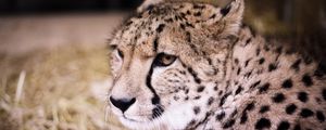 Preview wallpaper cheetah, muzzle, predator