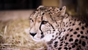 Preview wallpaper cheetah, muzzle, predator