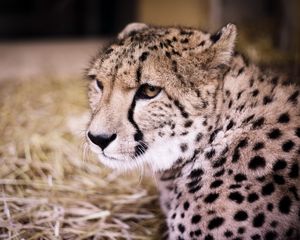 Preview wallpaper cheetah, muzzle, predator