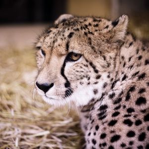 Preview wallpaper cheetah, muzzle, predator
