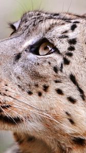 Preview wallpaper cheetah, muzzle, predator