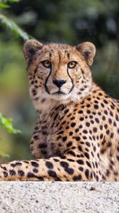 Preview wallpaper cheetah, paw, pose, predator, big cat