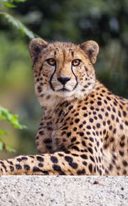 Preview wallpaper cheetah, paw, pose, predator, big cat