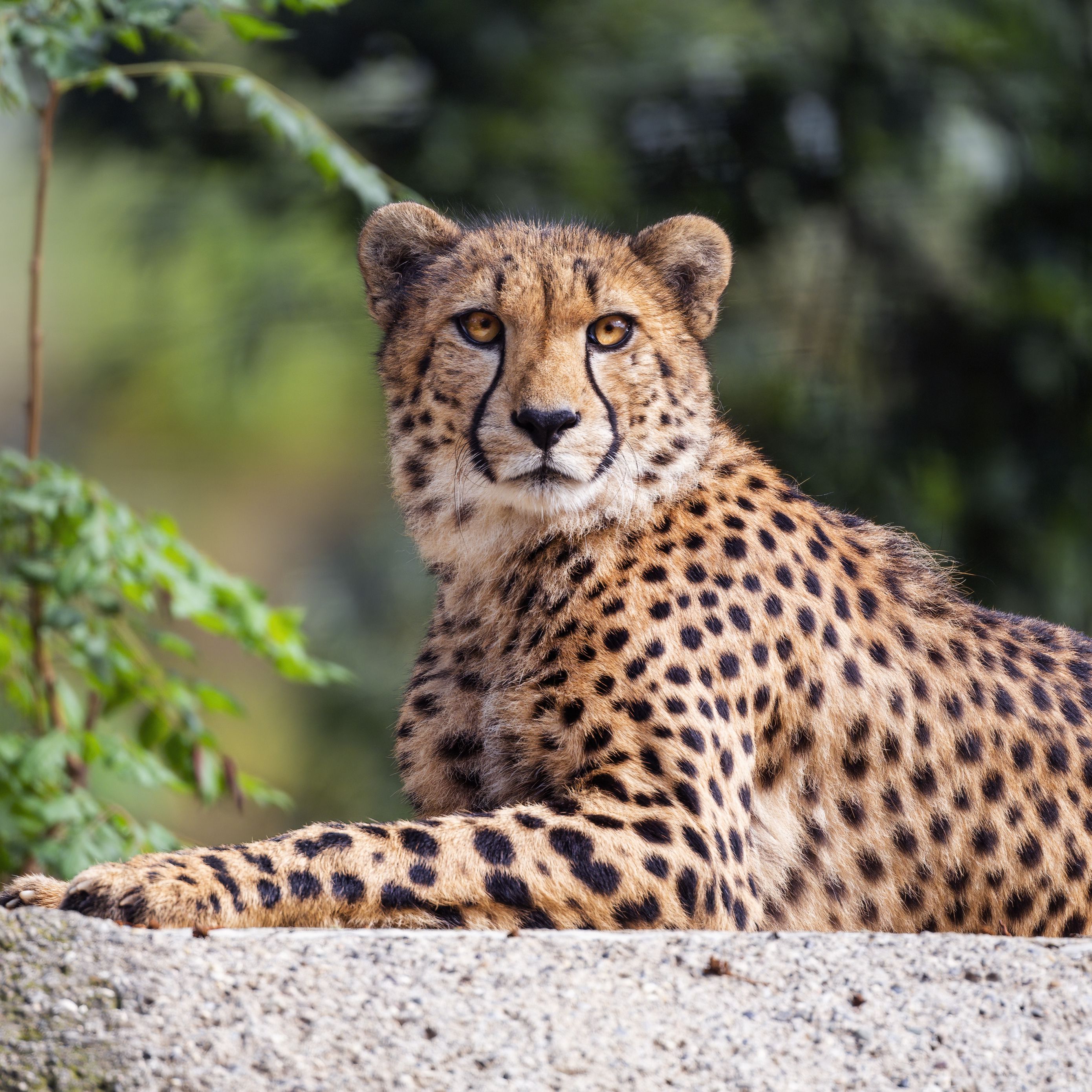 Download Wallpaper 2780x2780 Cheetah Paw Pose Predator Big Cat Ipad Air Ipad Air 2 Ipad 3