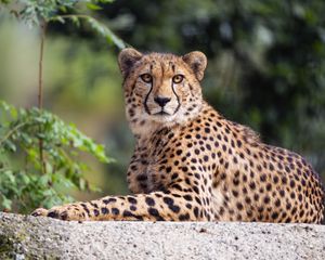Preview wallpaper cheetah, paw, pose, predator, big cat