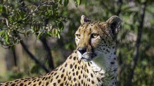 Preview wallpaper cheetah, pose, predator, grass