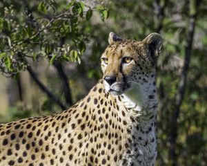 Preview wallpaper cheetah, pose, predator, grass