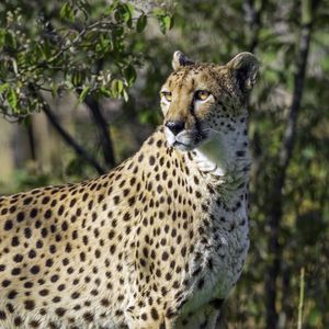 Preview wallpaper cheetah, pose, predator, grass