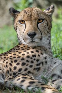 Preview wallpaper cheetah, predator, animal, spotted, grass, nature, glance