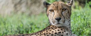 Preview wallpaper cheetah, predator, animal, spotted, grass, nature, glance