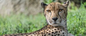 Preview wallpaper cheetah, predator, animal, spotted, grass, nature, glance