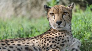 Preview wallpaper cheetah, predator, animal, spotted, grass, nature, glance