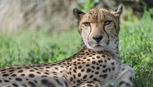 Preview wallpaper cheetah, predator, animal, spotted, grass, nature, glance