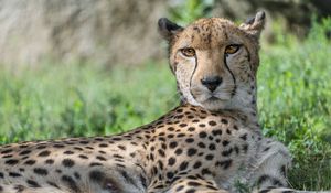 Preview wallpaper cheetah, predator, animal, spotted, grass, nature, glance