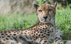 Preview wallpaper cheetah, predator, animal, spotted, grass, nature, glance