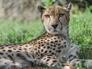 Preview wallpaper cheetah, predator, animal, spotted, grass, nature, glance
