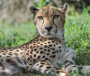 Preview wallpaper cheetah, predator, animal, spotted, grass, nature, glance