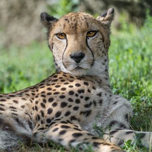 Preview wallpaper cheetah, predator, animal, spotted, grass, nature, glance