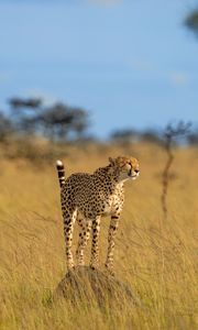 Preview wallpaper cheetah, predator, animal, grace, wildlife, big cat