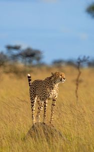 Preview wallpaper cheetah, predator, animal, grace, wildlife, big cat