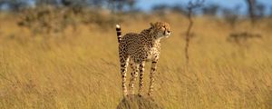 Preview wallpaper cheetah, predator, animal, grace, wildlife, big cat