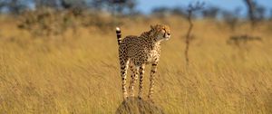 Preview wallpaper cheetah, predator, animal, grace, wildlife, big cat