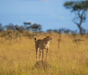 Preview wallpaper cheetah, predator, animal, grace, wildlife, big cat