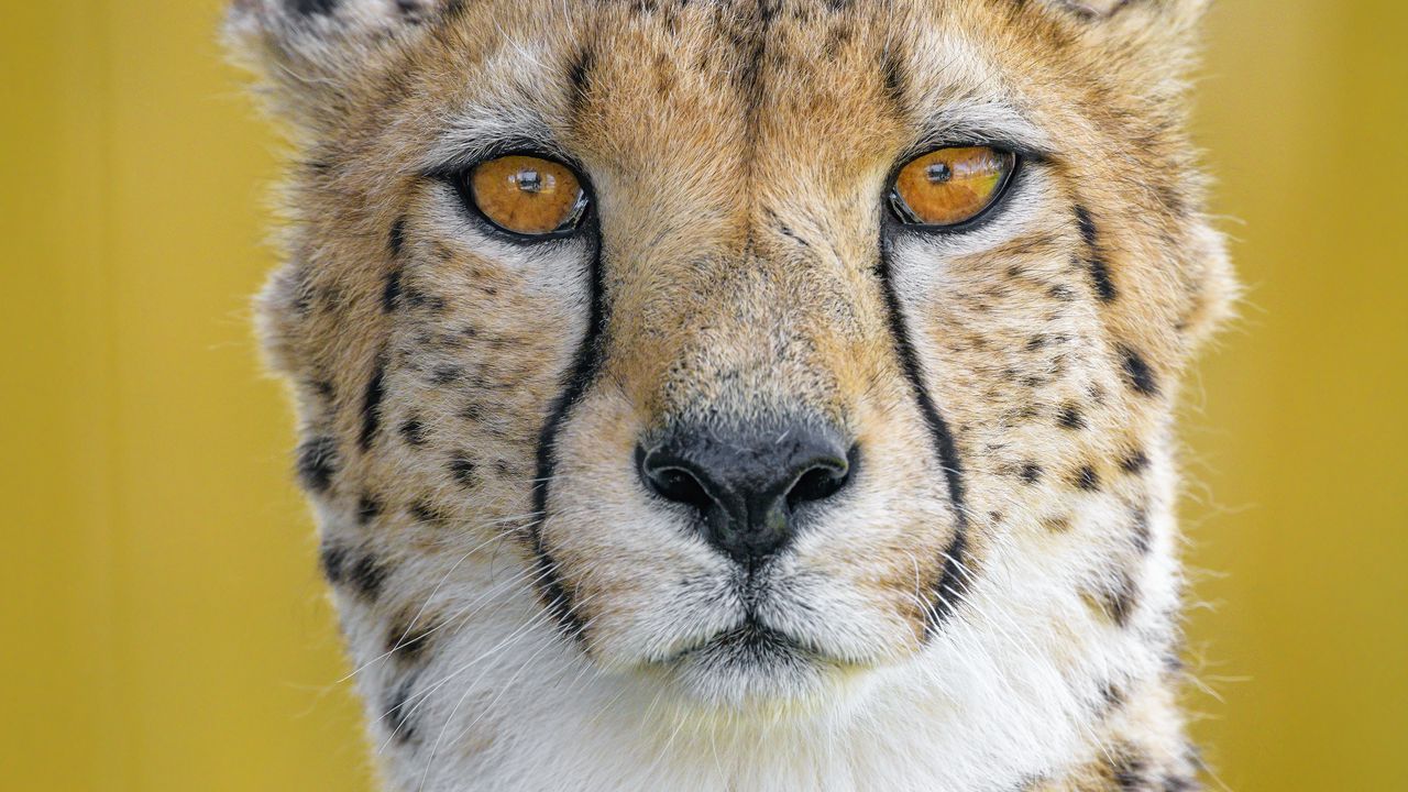 Wallpaper cheetah, predator, animal, glance, big cat