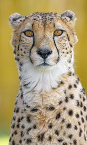 Preview wallpaper cheetah, predator, animal, glance, big cat