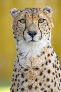 Preview wallpaper cheetah, predator, animal, glance, big cat