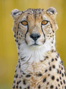 Preview wallpaper cheetah, predator, animal, glance, big cat