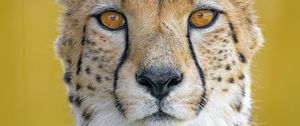 Preview wallpaper cheetah, predator, animal, glance, big cat