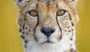 Preview wallpaper cheetah, predator, animal, glance, big cat