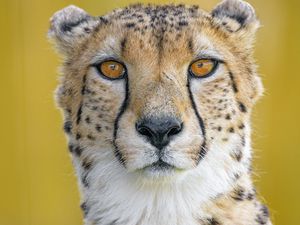 Preview wallpaper cheetah, predator, animal, glance, big cat