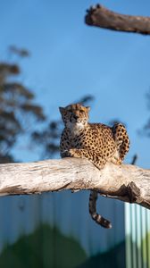 Preview wallpaper cheetah, predator, animal, tree, big cat