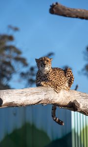 Preview wallpaper cheetah, predator, animal, tree, big cat