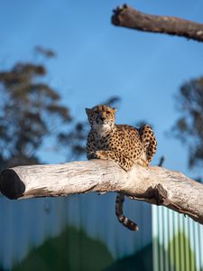 Preview wallpaper cheetah, predator, animal, tree, big cat