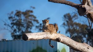 Preview wallpaper cheetah, predator, animal, tree, big cat