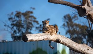 Preview wallpaper cheetah, predator, animal, tree, big cat