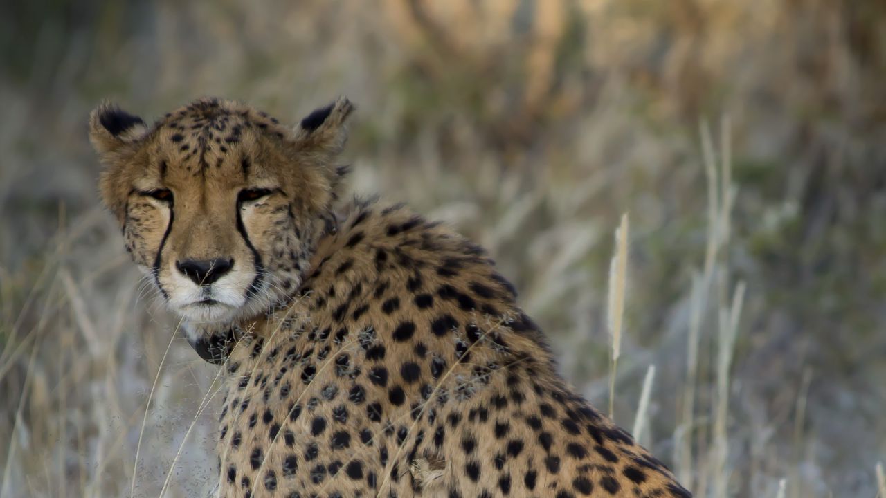 Wallpaper cheetah, predator, animal, big cat