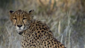 Preview wallpaper cheetah, predator, animal, big cat
