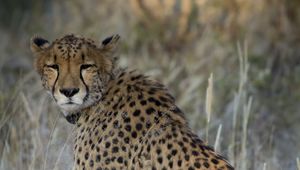 Preview wallpaper cheetah, predator, animal, big cat